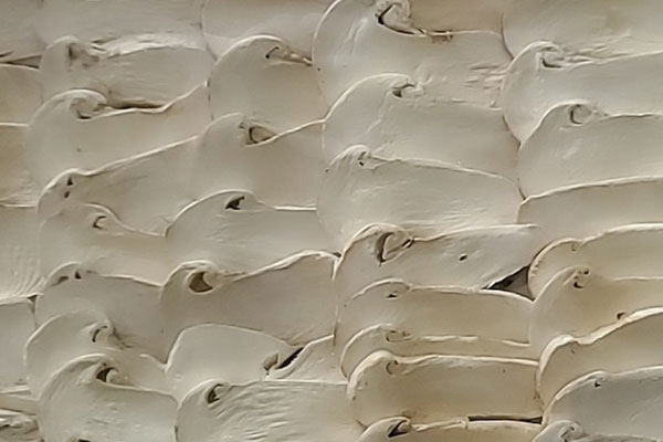 凍干松茸含有的營(yíng)養(yǎng)高不高 凍干松茸含有的營(yíng)養(yǎng)高不高