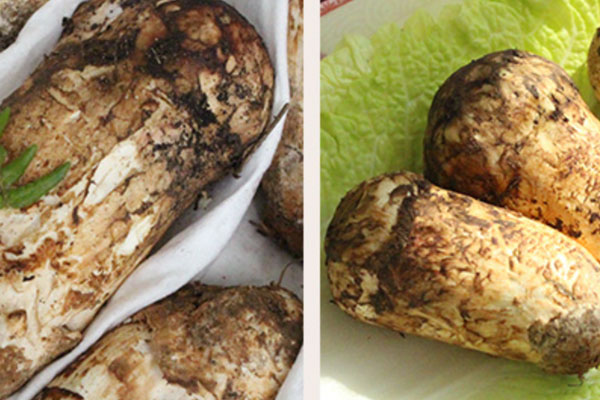 新鮮松茸最大的特點(diǎn) 新鮮松茸最大的特點(diǎn)