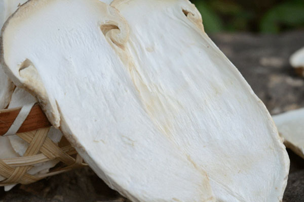 松茸可以燉老鴨湯嗎，松茸刺身的蘸料怎么調(diào)