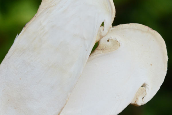 松茸可以補(bǔ)充多種維生素嗎 松茸可以補(bǔ)充多種維生素嗎