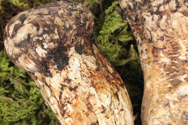 新鮮松茸怕熱嗎 新鮮松茸怕熱嗎