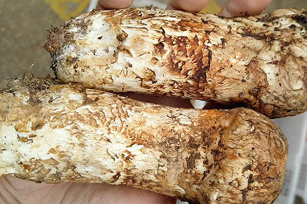 吃不完的新鮮松茸怎么辦