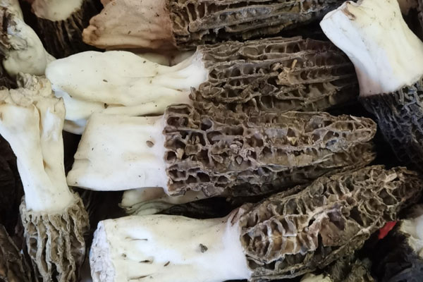 羊肚菌蒸雞需要多久，羊肚菌可以切碎煮嗎