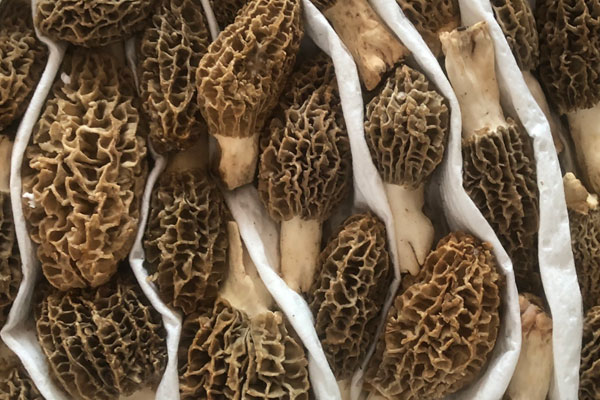 新鮮羊肚菌蒸多久，大的羊肚菌煲湯要切嗎