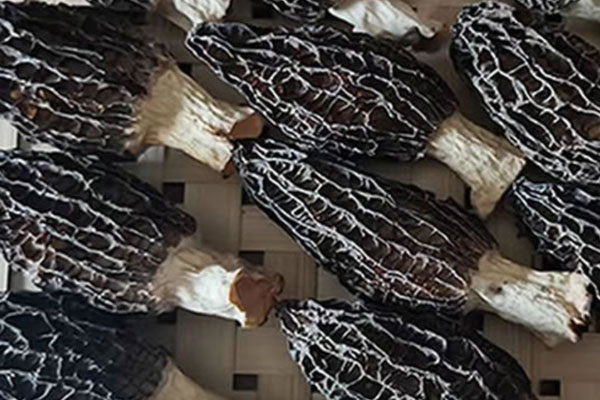 干羊肚菌為什么那么香 干羊肚菌為什么那么香