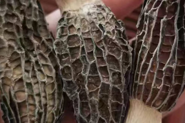 干品羊肚菌含水量多少好 干品羊肚菌含水量多少好