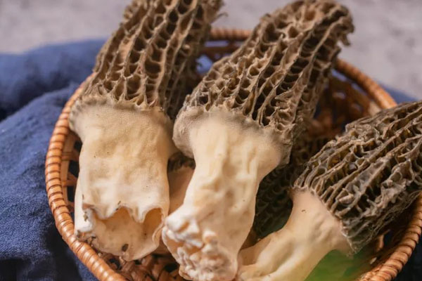 兒童感冒可以吃羊肚菌嗎 兒童感冒可以吃羊肚菌嗎