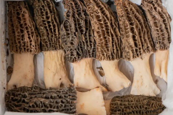 懷孕適合吃羊肚菌嗎 懷孕適合吃羊肚菌嗎