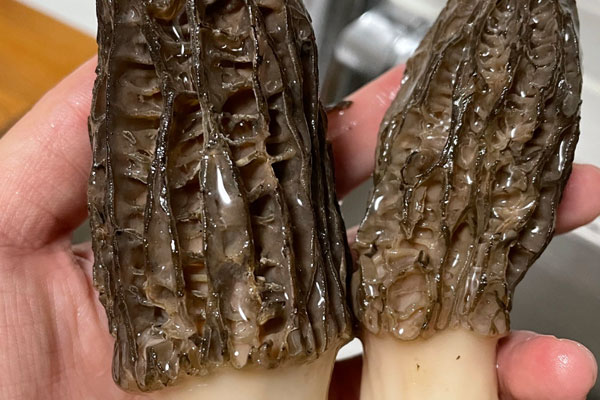 小孩流鼻涕可以吃羊肚菌嗎，皮膚瘙癢可以吃羊肚菌嗎