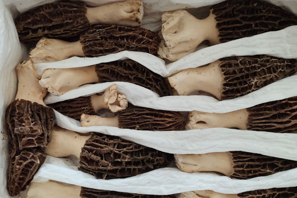 羊肚菌可以調(diào)理腸胃嗎 羊肚菌可以調(diào)理腸胃嗎