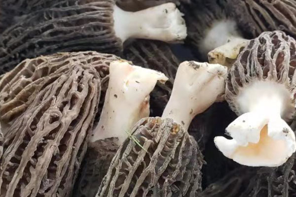 吃羊肚菌會長痘嗎，羊肚菌肉厚好還是肉薄好