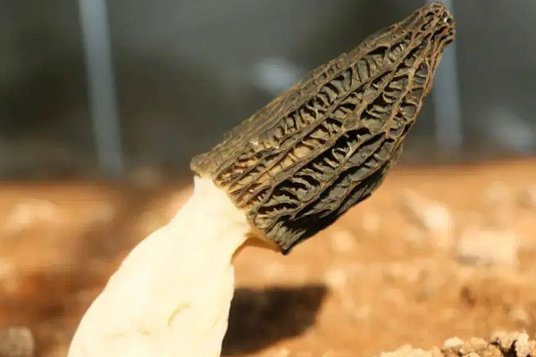 羊肚菌北方的為什么便宜，羊肚菌浙江可以種植嗎