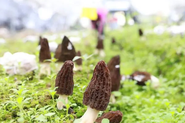 浙江可以種植羊肚菌嗎 浙江可以種植羊肚菌嗎