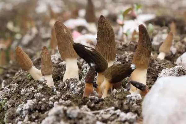 羊肚菌可以露天種植嗎，羊肚菌一塊地只能種一年嗎