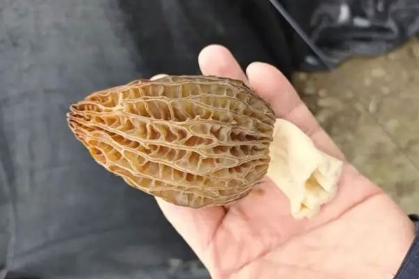 羊肚菌一塊地只可以種一年嗎 羊肚菌一塊地只可以種一年嗎