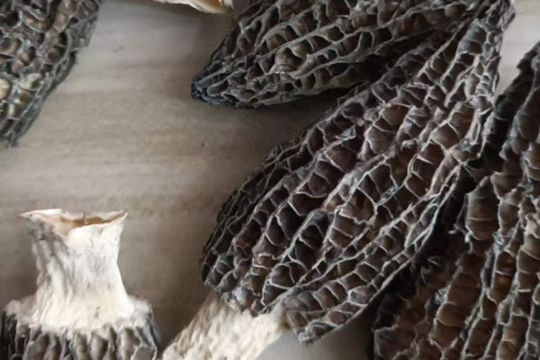 羊肚菌是不是補(bǔ)品 羊肚菌是不是補(bǔ)品