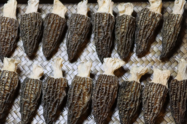 羊肚菌含鋅嗎，羊肚菌含鎂嗎