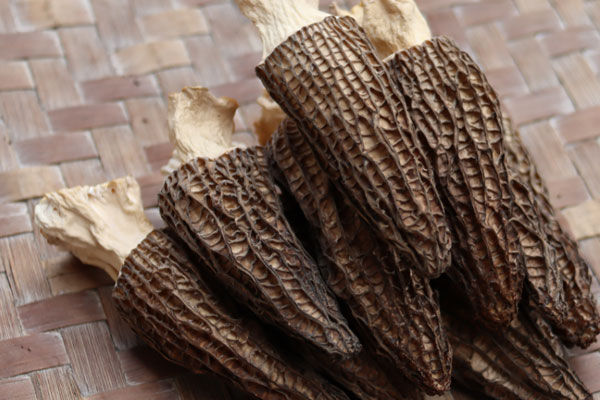 羊肚菌含有鎂元素嗎 羊肚菌含有鎂元素嗎