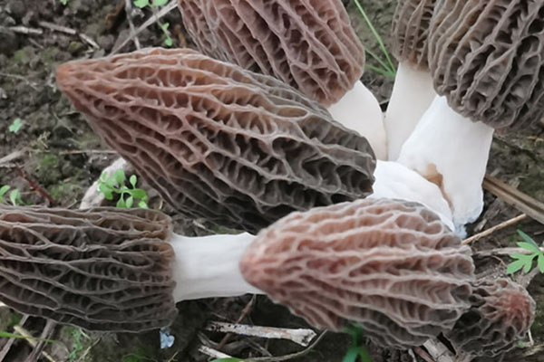 前列腺炎可以吃羊肚菌嗎，羊肚菌含鐵嗎