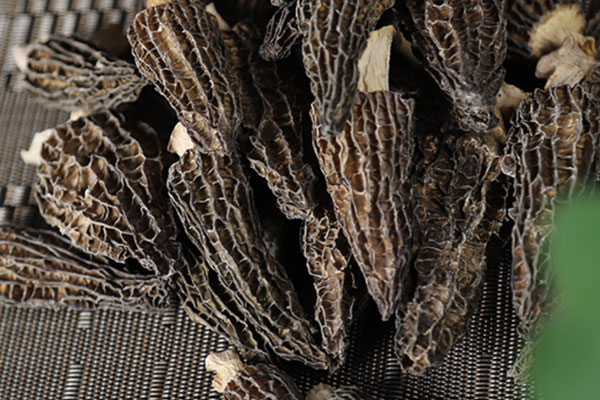 羊肚菌中微量元素的作用 羊肚菌中微量元素的作用