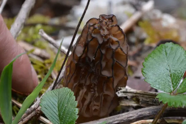野生羊肚菌的屬性 野生羊肚菌的屬性
