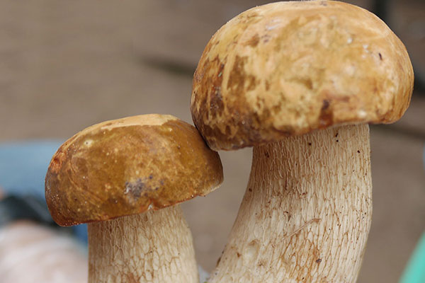 白牛肝菌是美味牛肝菌嗎，牛肝菌是什么味道