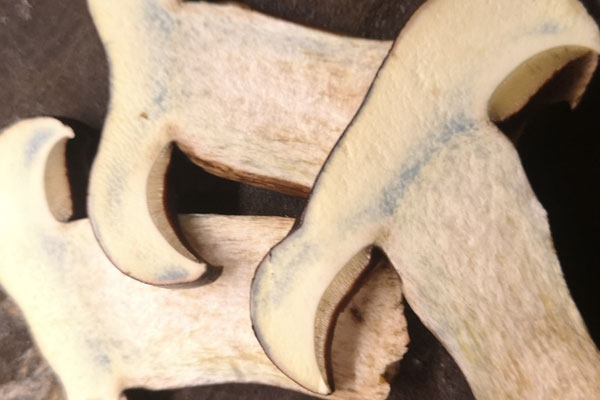 牛肝菌的味道 牛肝菌的味道