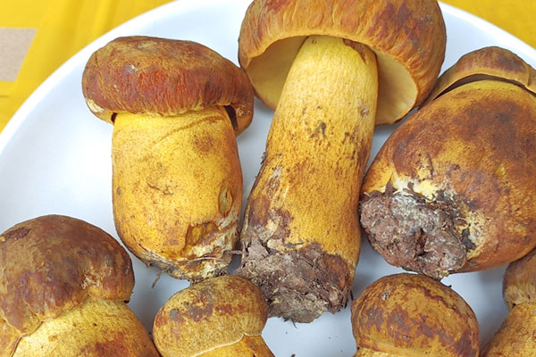 黃牛肝菌可以涮火鍋嗎 黃牛肝菌可以涮火鍋嗎