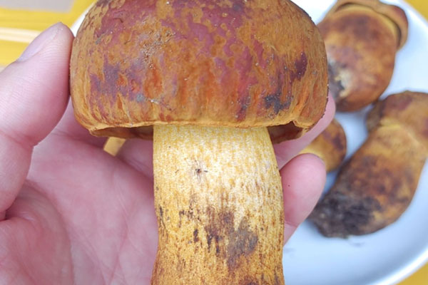 支氣管炎能吃牛肝菌嗎，牛肝菌的蛋白質(zhì)含量