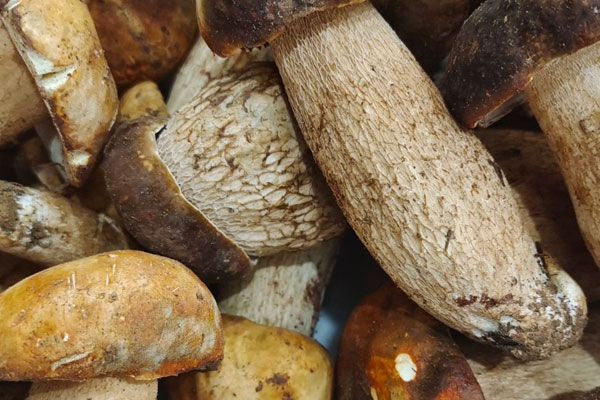 野生牛肝菌含有的蛋白質(zhì)含量 野生牛肝菌含有的蛋白質(zhì)含量