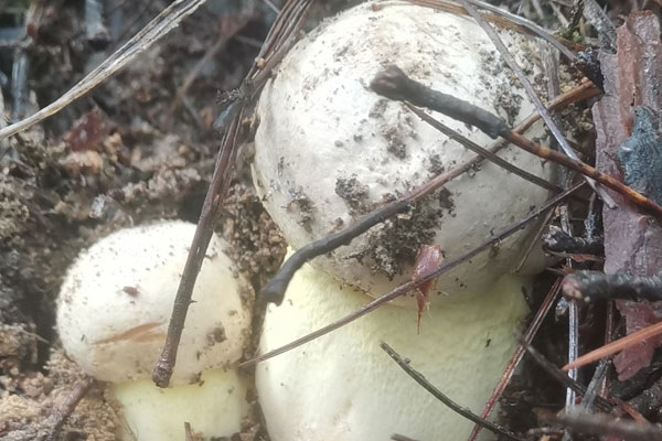 牛肝菌炸著?好吃嗎 牛肝菌炸著?好吃嗎