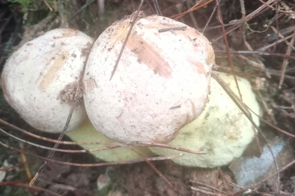 野生牛肝菌長(zhǎng)在什么樹(shù)下 野生牛肝菌長(zhǎng)在什么樹(shù)下