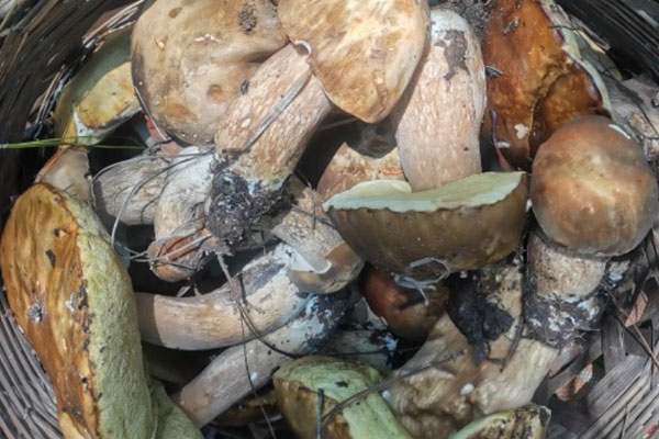 新鮮牛肝菌放冰箱有影響嗎 新鮮牛肝菌放冰箱有影響嗎