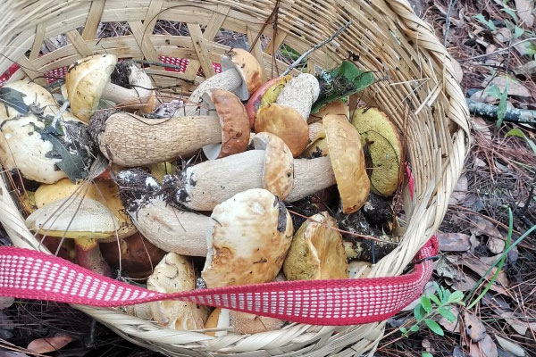 美味牛肝菌的樣子 美味牛肝菌的樣子