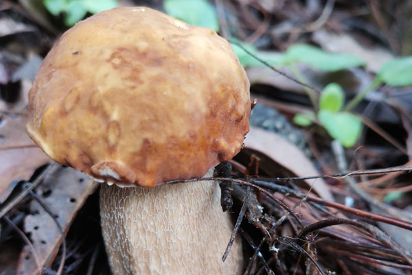 美味牛肝菌的拉丁學(xué)名 美味牛肝菌的拉丁學(xué)名