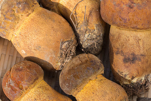 牛肝菌焯水用熱水好嗎，牛肝菌煮湯可以搭配哪些食材