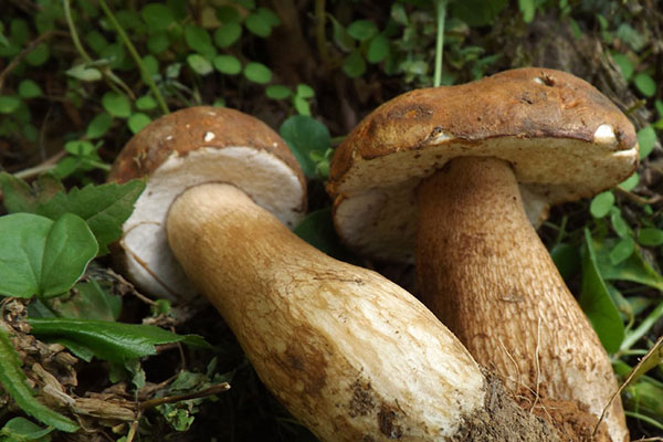 美味牛肝菌在全球的哪些地方有 美味牛肝菌在全球的哪些地方有