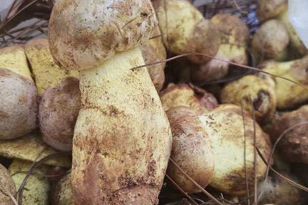 白蔥菌會(huì)不會(huì)中毒，干牛肝菌嘌呤高嗎