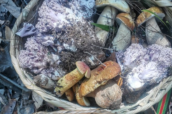 野生牛肝菌可以抗癌嗎 野生牛肝菌可以抗癌嗎