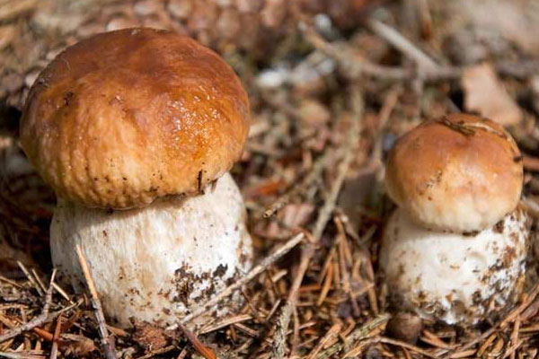 美味牛肝菌是牛肝菌之王嗎 美味牛肝菌是牛肝菌之王嗎