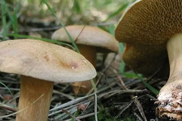 粘蓋乳牛肝菌有哪些營(yíng)養(yǎng) 粘蓋乳牛肝菌有哪些營(yíng)養(yǎng)