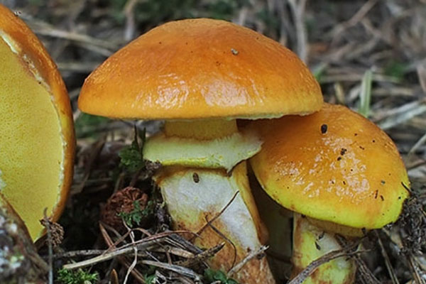 厚環(huán)粘蓋牛肝菌有毒性嗎 厚環(huán)粘蓋牛肝菌有毒性嗎
