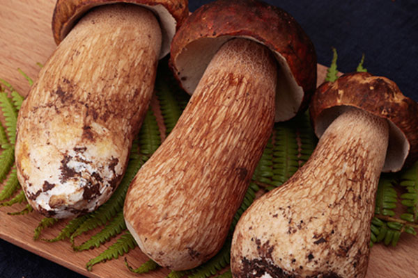 牛肝菌焯水幾分鐘好 牛肝菌焯水幾分鐘好