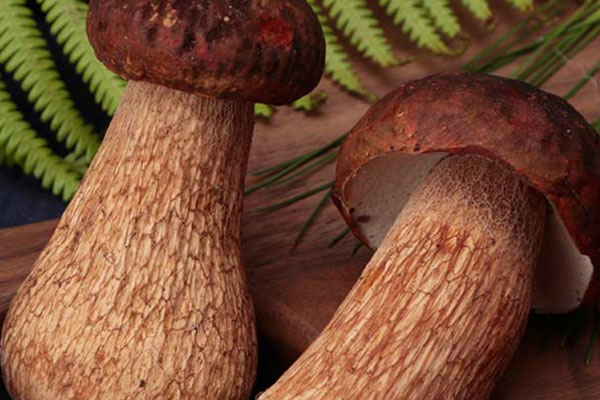 美味牛肝菌含有葉酸嗎 美味牛肝菌含有葉酸嗎