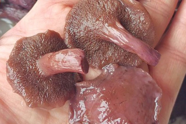 婦科病能吃牛肝菌嗎 婦科病能吃牛肝菌嗎