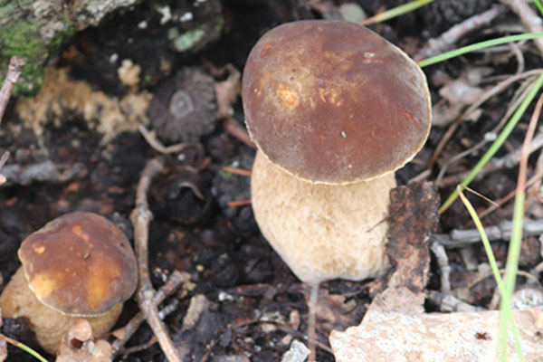 月經(jīng)不調(diào)可以吃牛肝菌嗎，流產(chǎn)后可以吃牛肝菌嗎