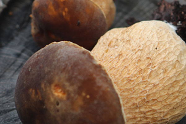 人流后可以吃牛肝菌嗎 人流后可以吃牛肝菌嗎