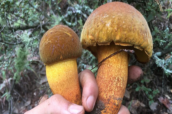 黃牛肝菌的藥用功效 黃牛肝菌的藥用功效