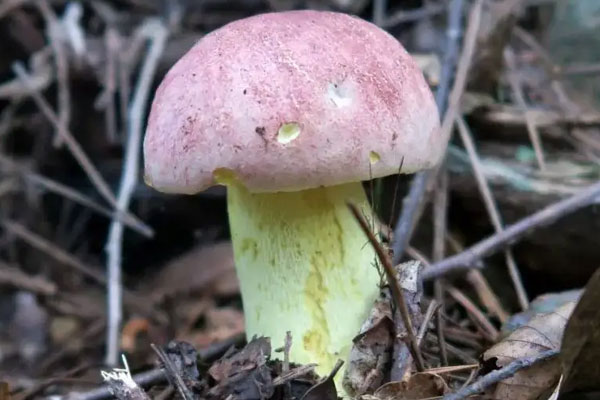 黃靛牛肝菌是什么，黃靛牛肝菌的功效作用