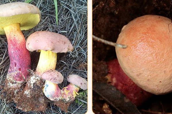 黃靛牛肝菌有哪些營養(yǎng)價值 黃靛牛肝菌有哪些營養(yǎng)價值